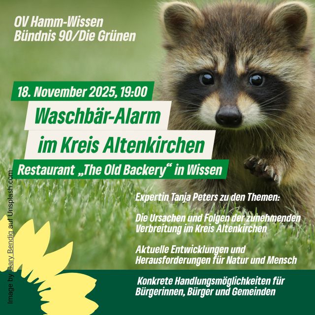 Waschbär-Alarm beim Grünen Abend in Wissen
