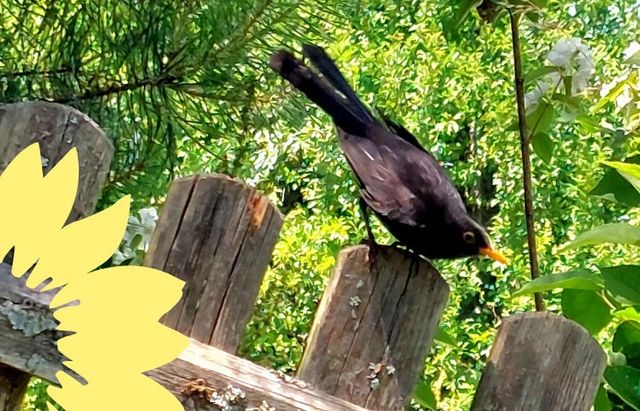 Grüner Treff zur Verkehrssituation RE9/B62