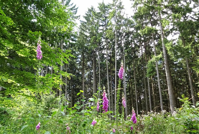 Kräuterwanderung bei Marienthal