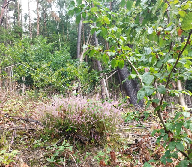 Nauberg schützen – alte Buchen, Quellen und Wasserhaushalt bewahren